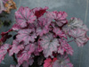 urawka Heuchera 'Midnight Bayou'